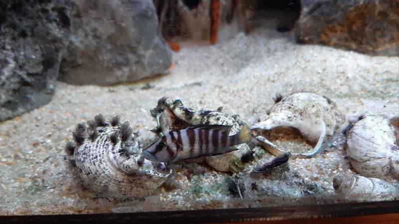 Altolamprologus sp. 'compressiceps shell' Sumbu